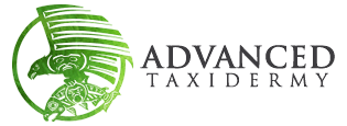 Advanced Taxidermy Logo